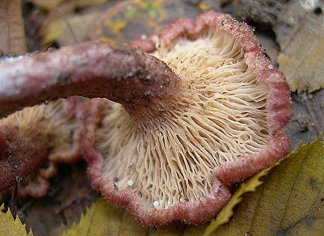 Lactarius spinosulus    Qul. & Le Bret.